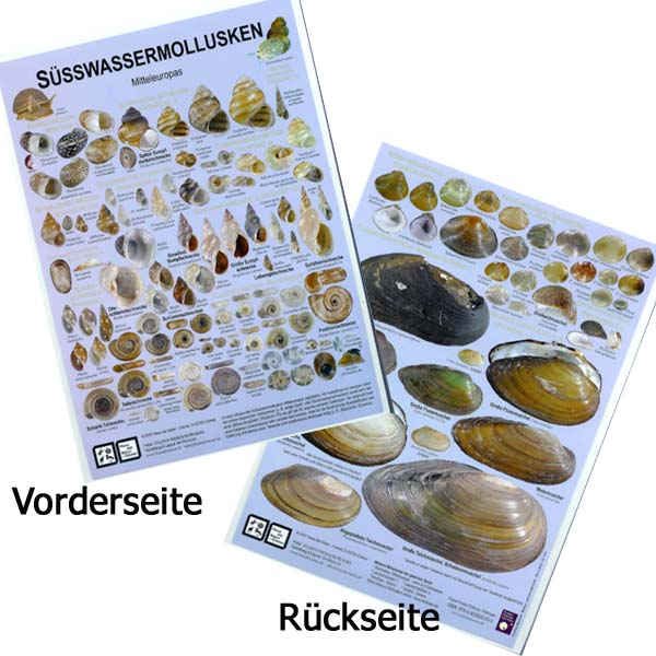 Chart \"Süßwassermolusken Mitteleuropas\"